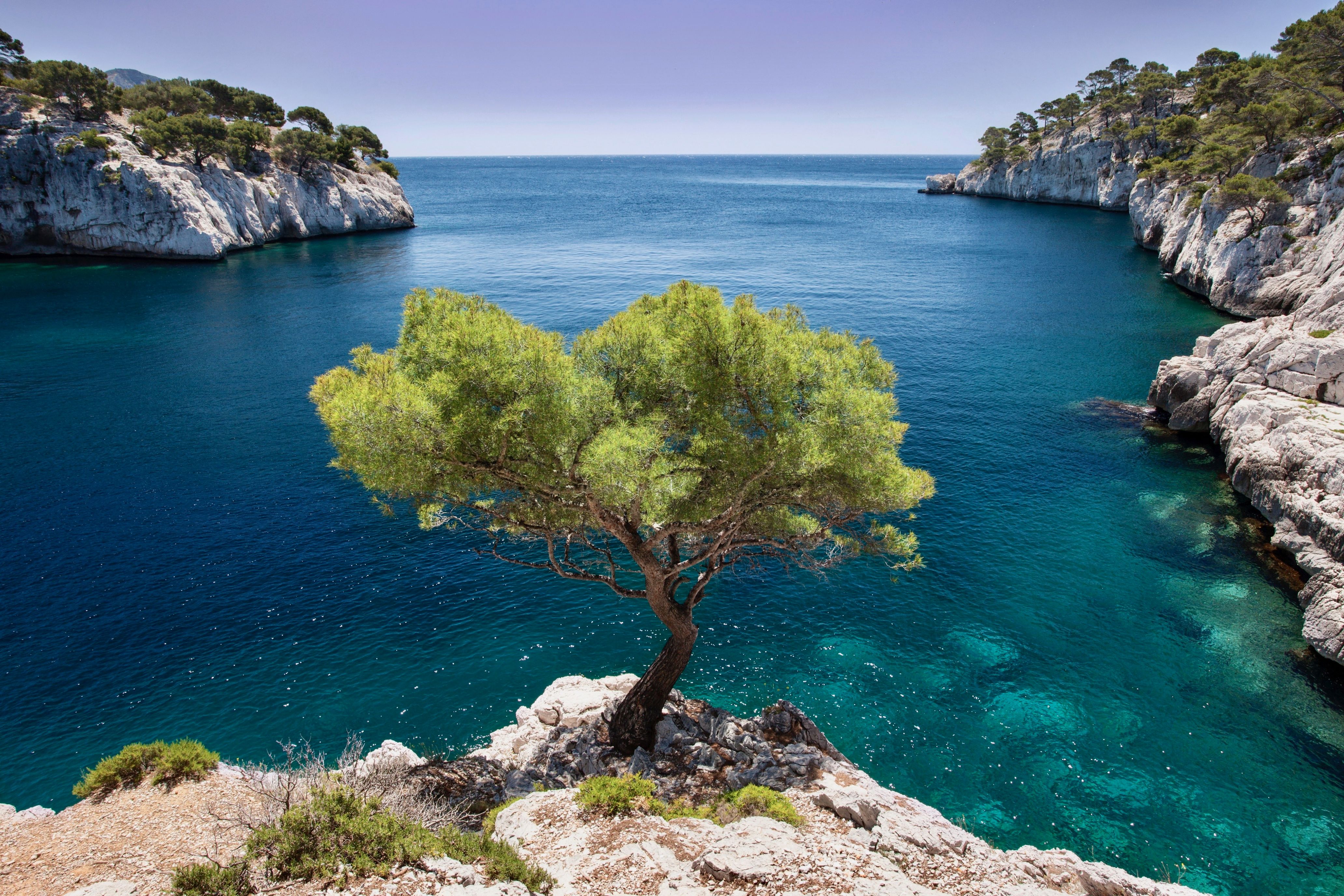 olive tree sea